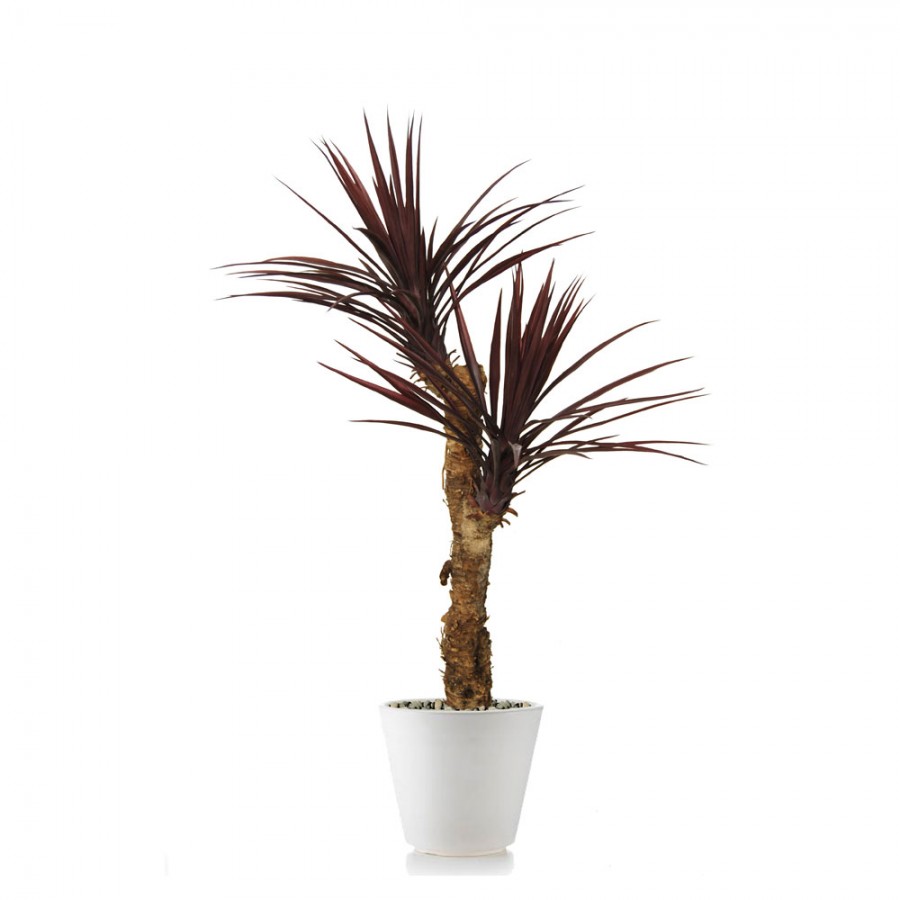 Planta semi-artificiala Ila, Yucca Linearis Drago Burgundy - 130 cm